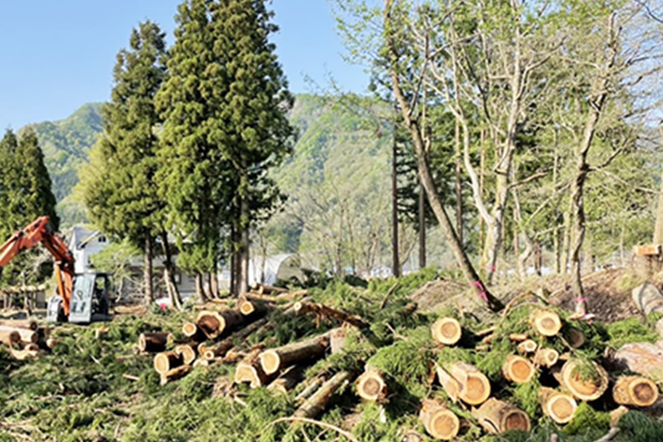 山林の伐採作業で切り出された丸太と奥で稼働する重機